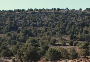 Bosque arboles