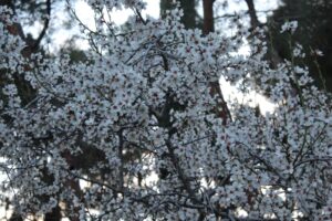 Arbol con flores