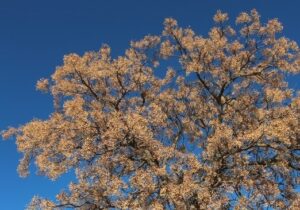 Arbol con fruto