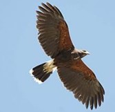 Águila de Harris volando