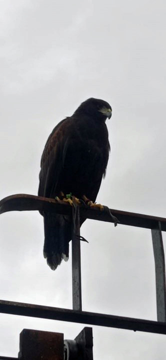 Águila de Harris posada sobre el mástil de una carretilla elevadora